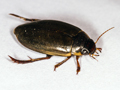 Colymbetes fuscus